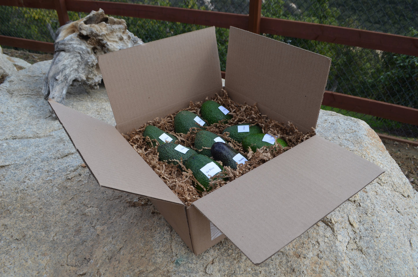 Box of 9 Seasonal Avocados