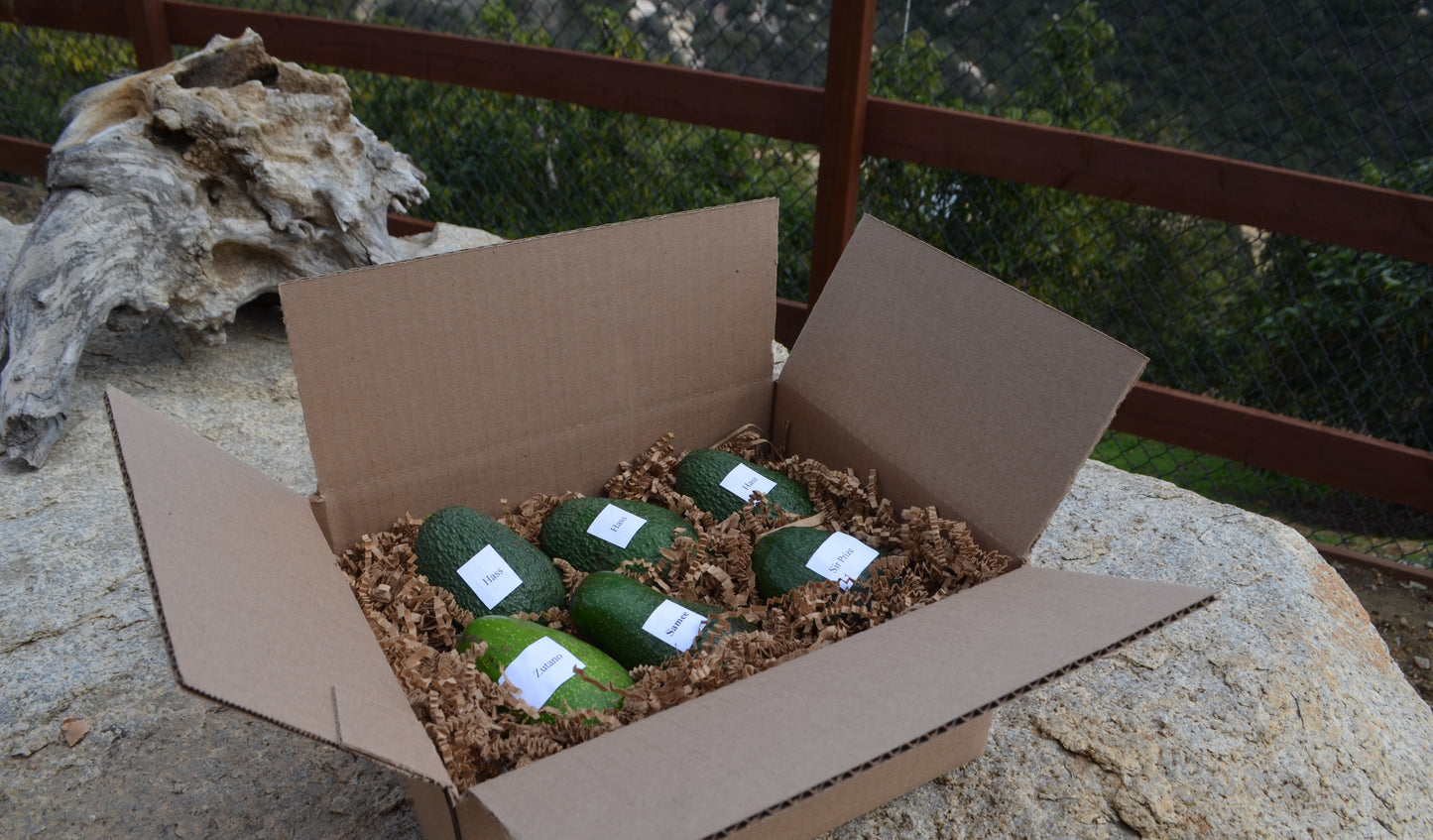 Box of 6 Seasonal Avocados