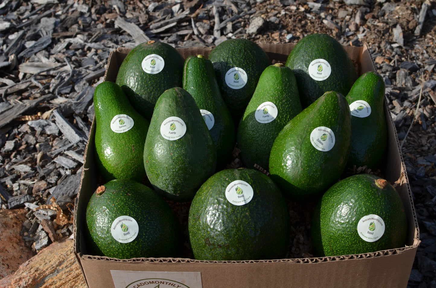 Box of 12 Seasonal Avocados