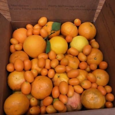 Large Citrus Pack