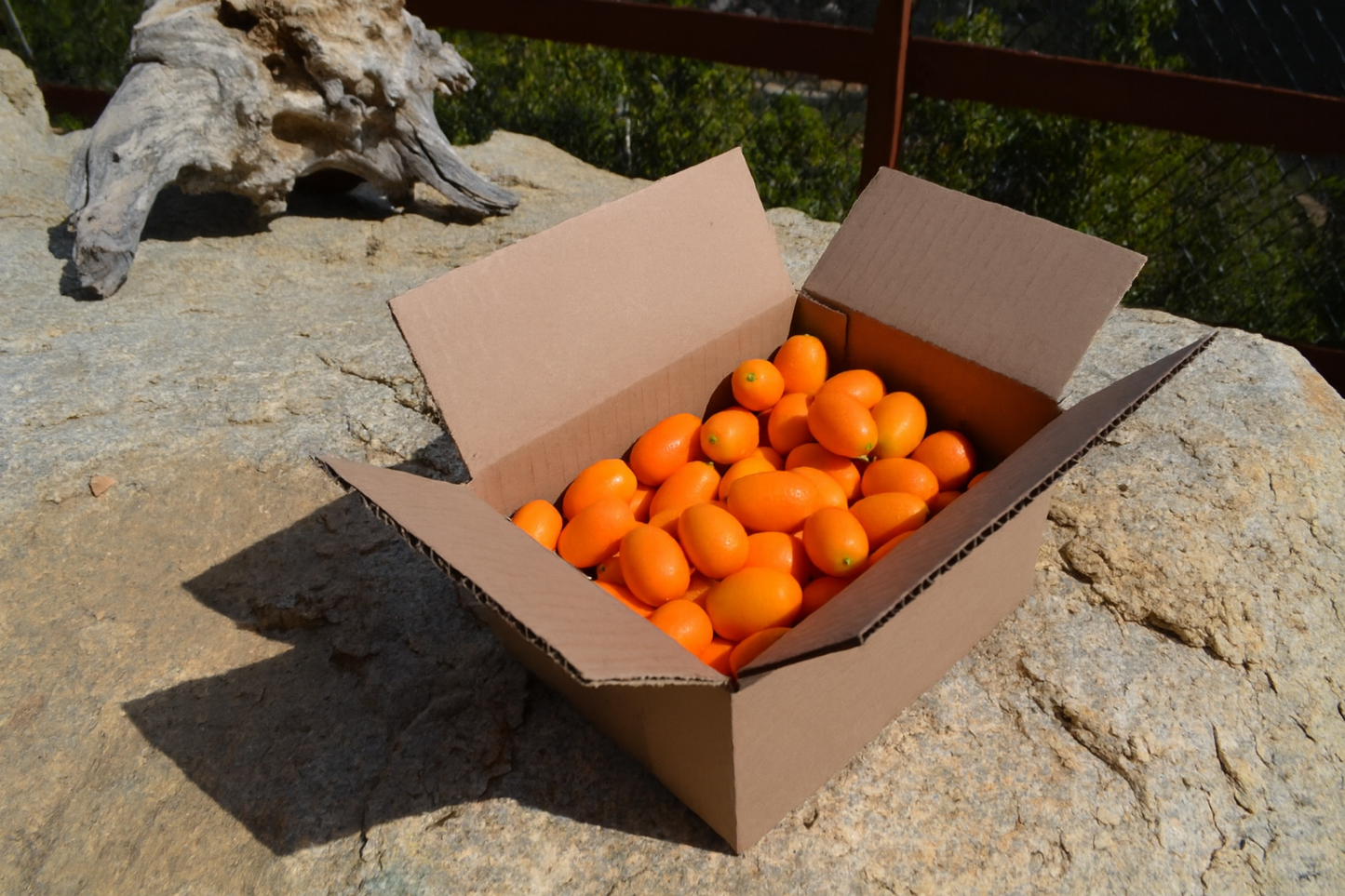 Organic Kumquats (Four Pounds)