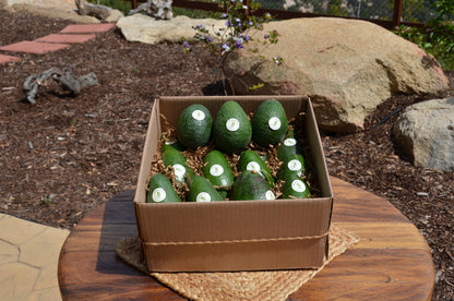 Box of 15 Seasonal Avocados