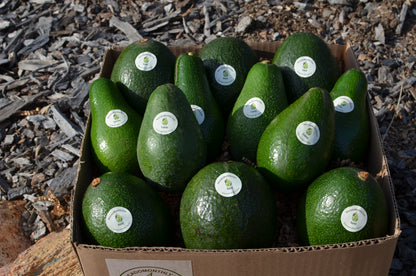 Box of 12 Seasonal Avocados