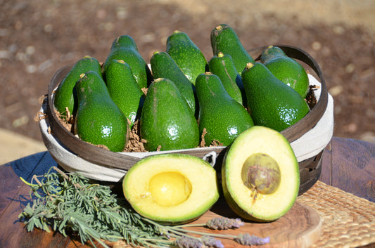Box of 12 Seasonal Avocados