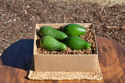 Box of 4 Seasonal Avocados